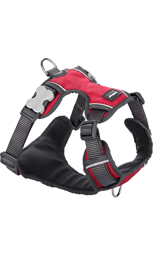 Red fashion dingo padded harness