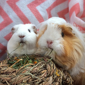 Naturals Dandelion Roll 'N' Nest