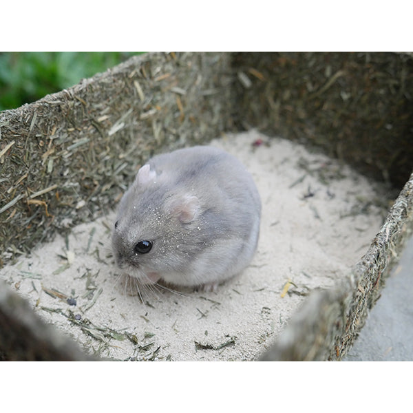 Rollin' Rodent Sand Bath