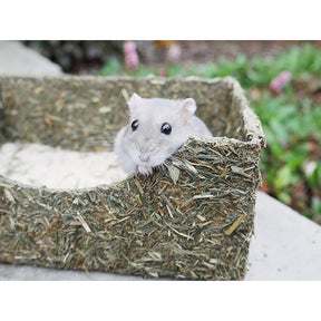 Rollin' Rodent Sand Bath