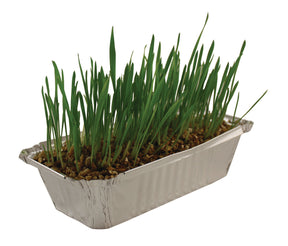 Pussy Lawn (Indoor Cat Grass)