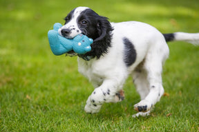 Little Petface Ted The Latex Bear Dog Toy