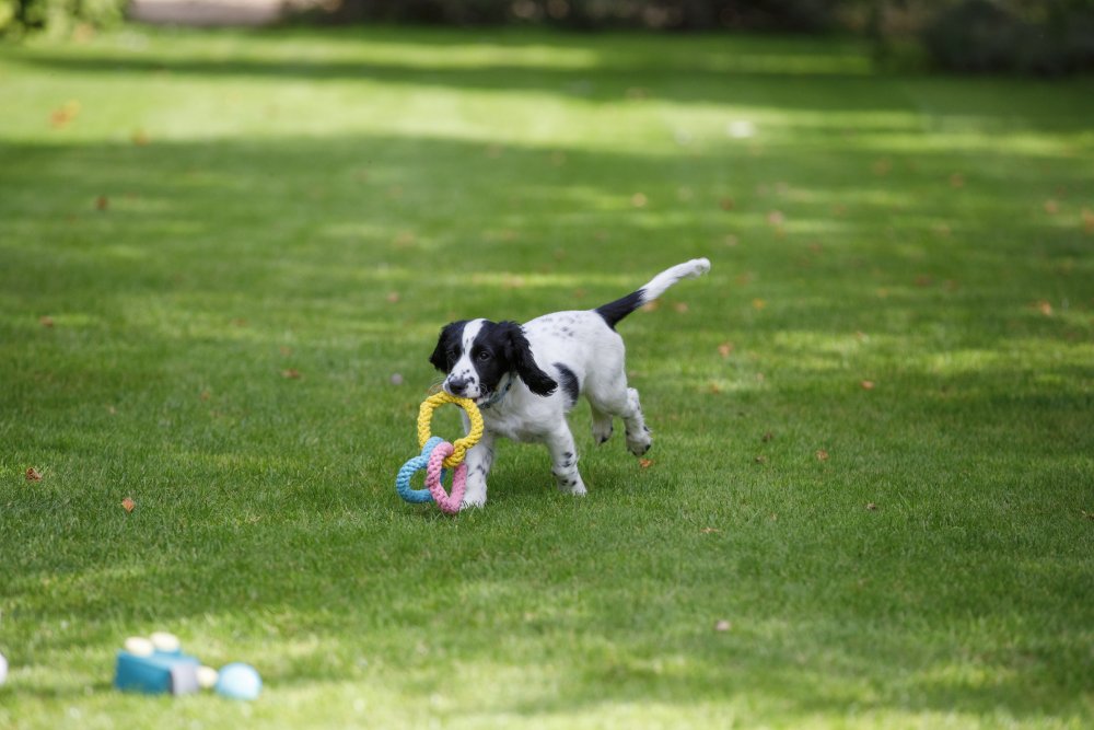 Little Petface Rope Hearts Dog Toy