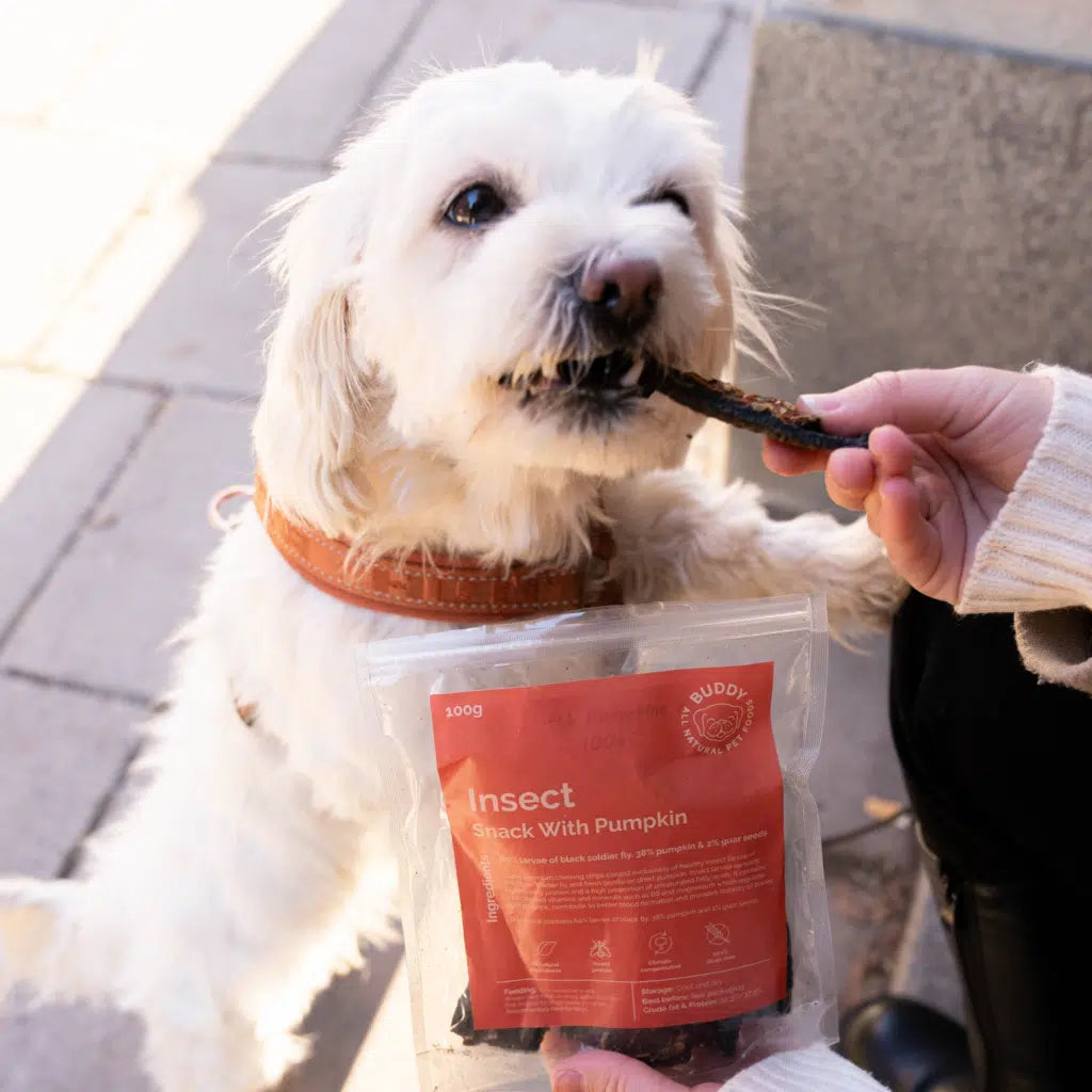 Buddy Insect Snack With Pumpkin 100g