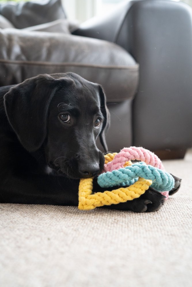 Little Petface Rope Hearts Dog Toy