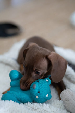 Little Petface Ted The Latex Bear Dog Toy