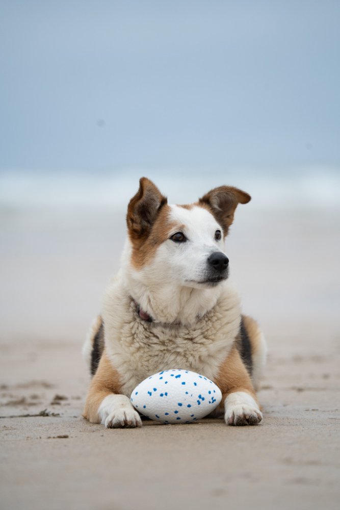 Petface Mighty Rugby Ball