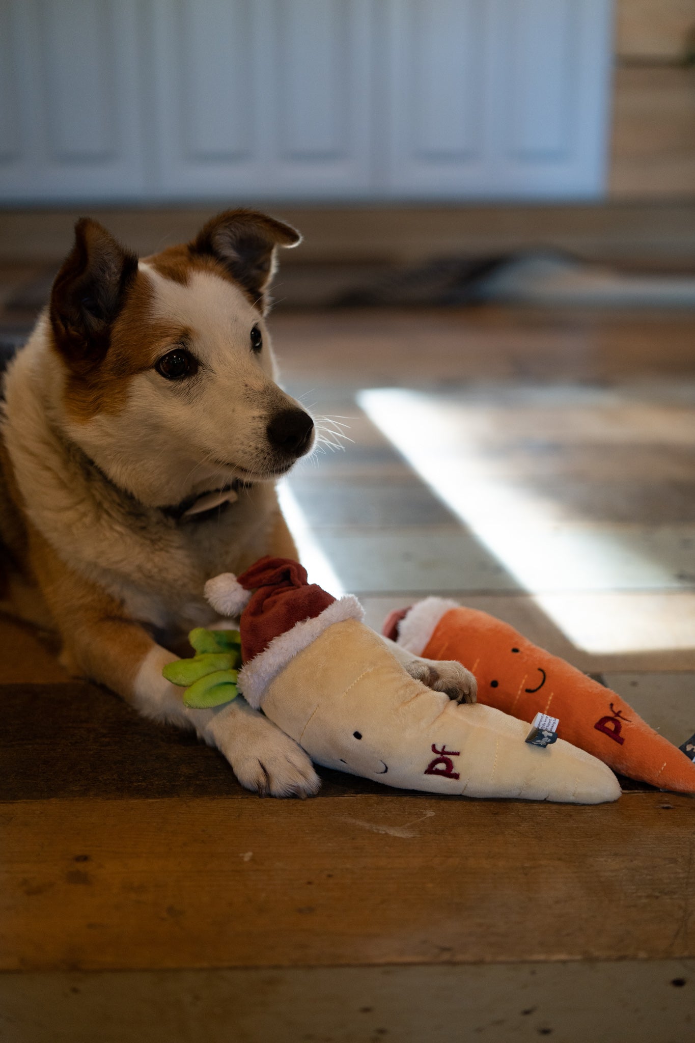 Petface Carter Carrot Plush Dog Toy