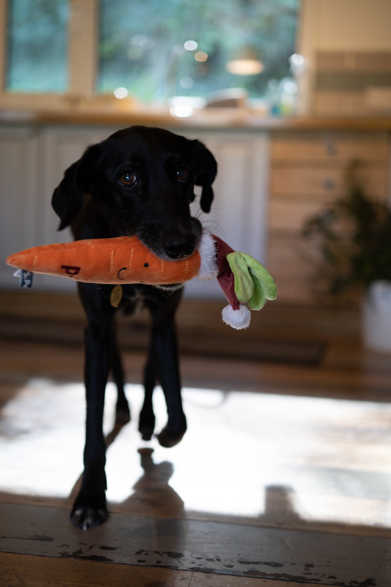 Petface Carter Carrot Plush Dog Toy