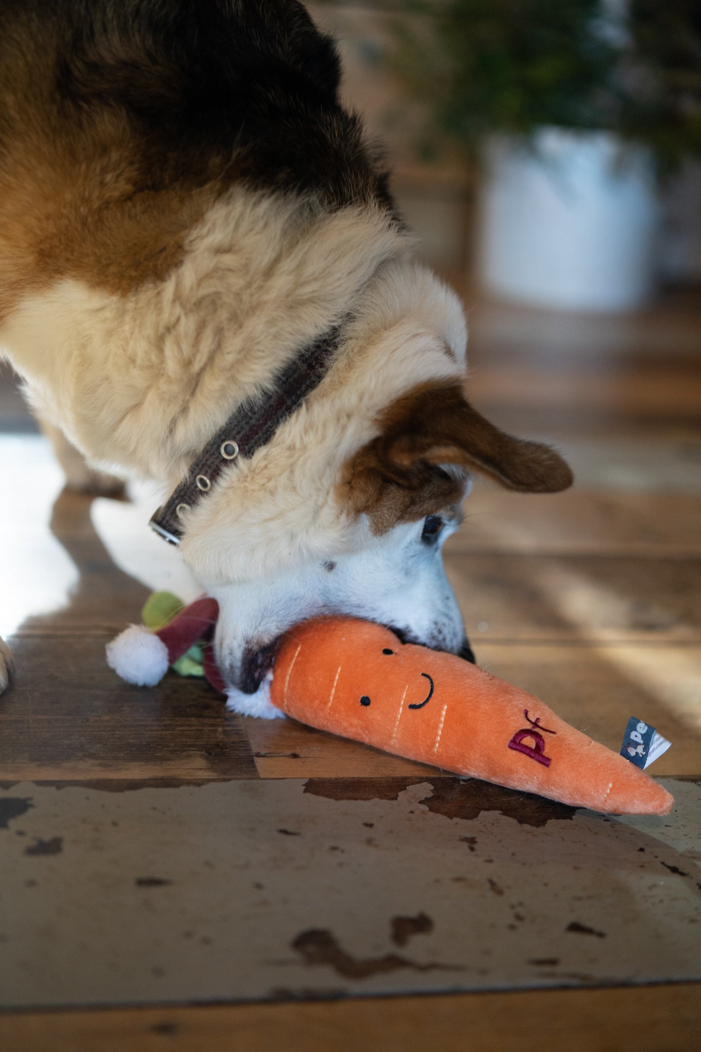 Petface Carter Carrot Plush Dog Toy