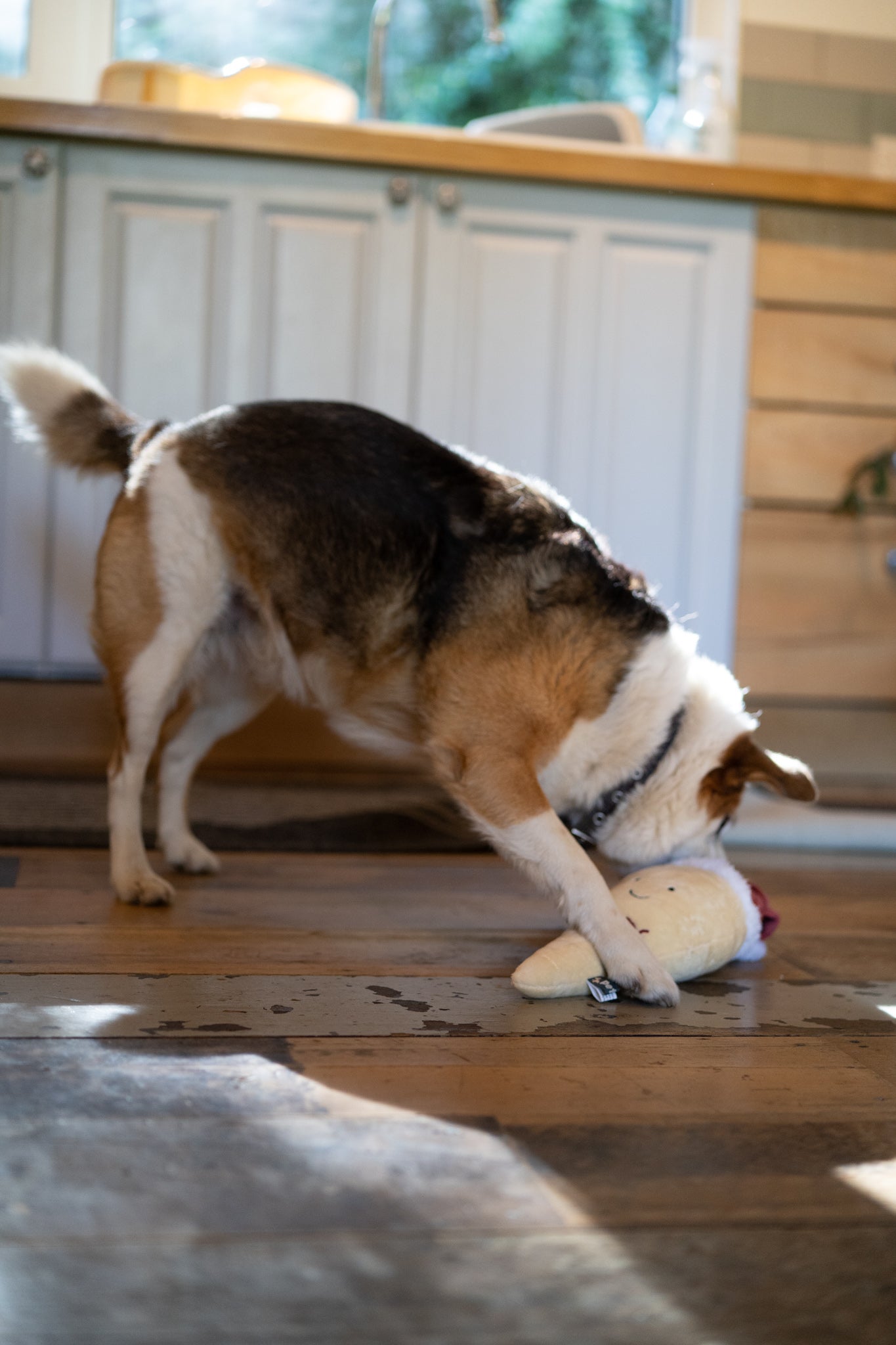 Petface Peter Parsnip Plush Dog Toy