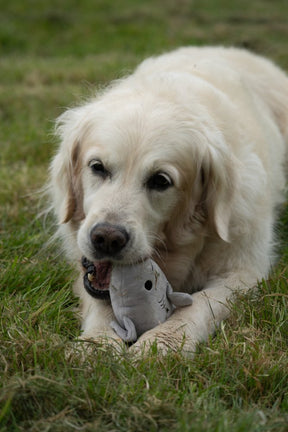 Seriously Strong Rubberoid Shark Plush Dog Toy