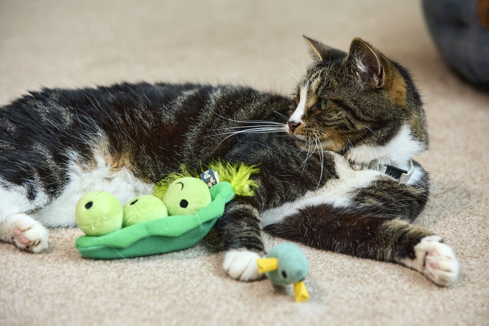 Petface Peas In A Pod Plush Cat Toy