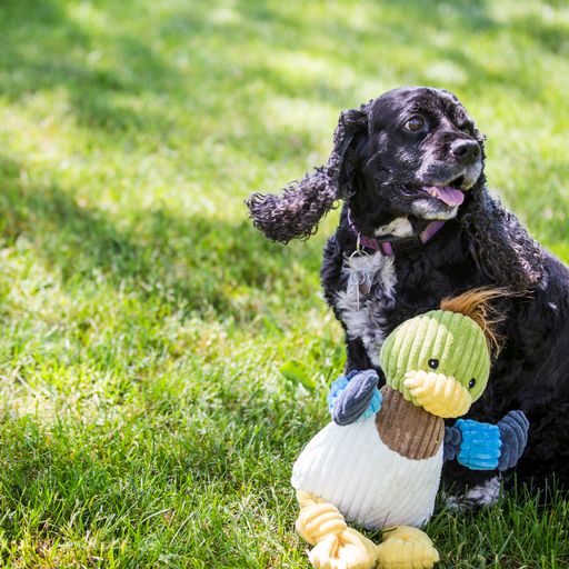 Hugglehounds Duck