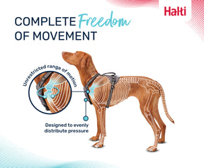 Halti Anatomy Harness Teal (5 sizes)