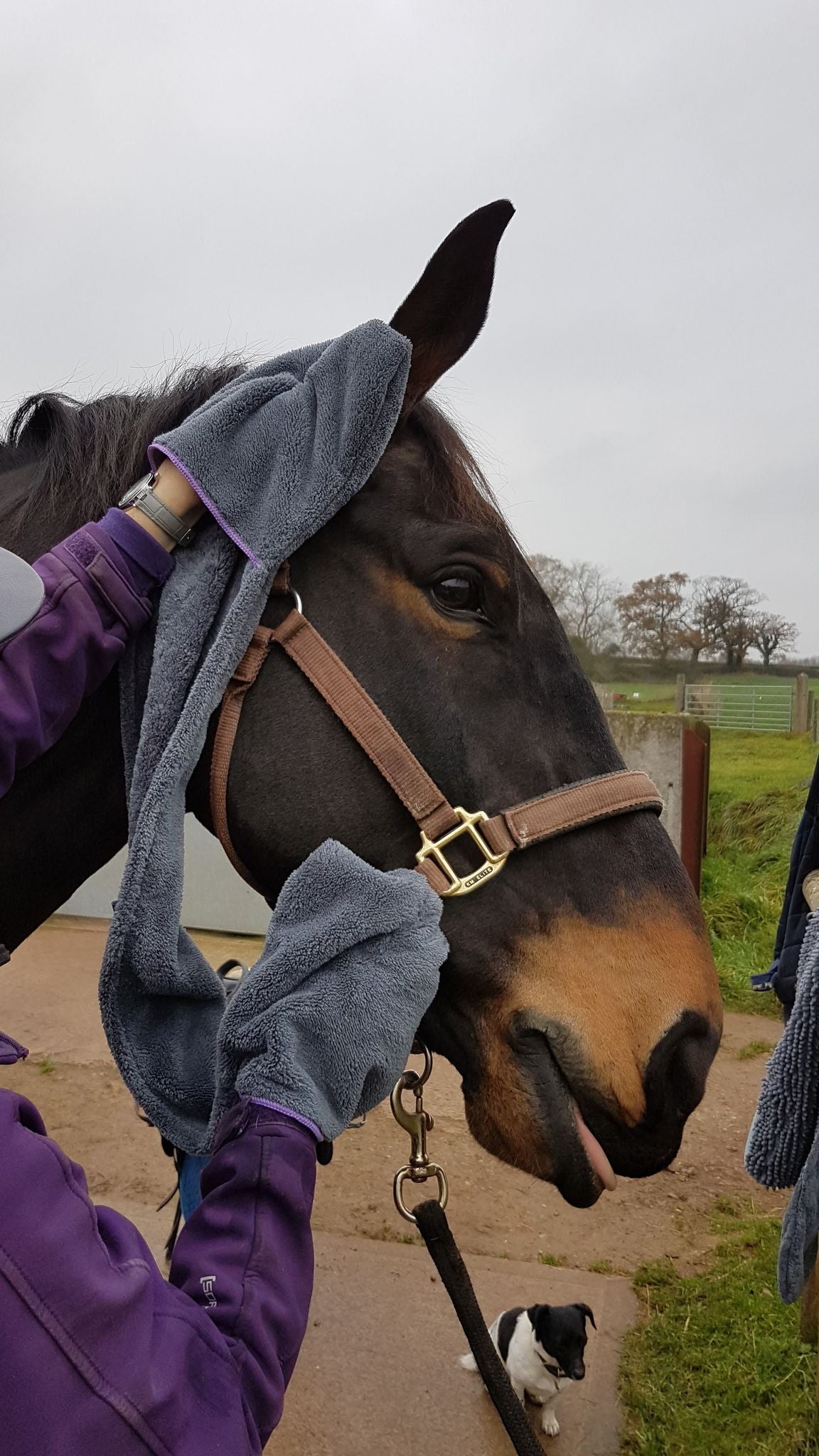 Henry Wag Equine Microfibre Glove Towel