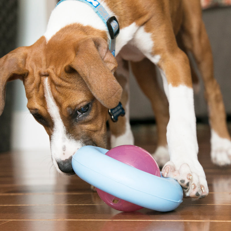 KONG Gyro Puppy Assorted Small