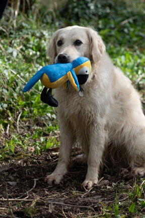 Petface Planet Percy Parrot Dog Toy