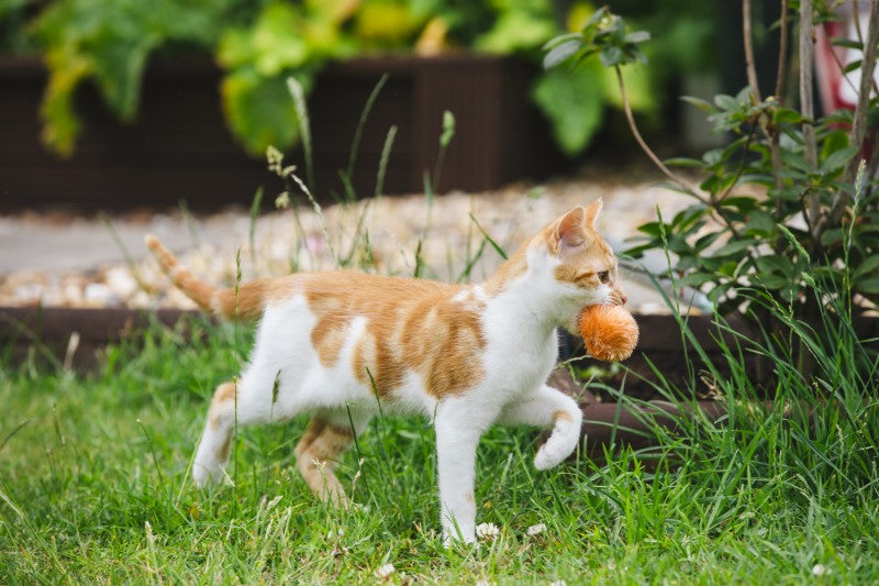 Little Petface Pom Pom (4pk) Cat Toy