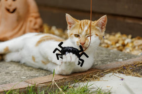 Petface Catkins Catnip Spider Teaser Cat Toy