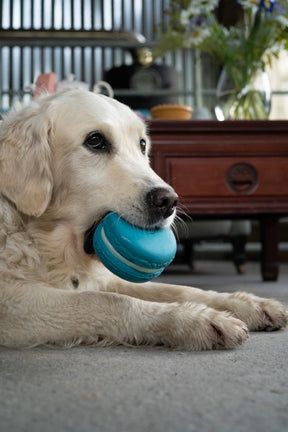 Petface Afternoon Tea Macaron Latex Dog Toy