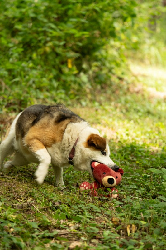 Petface Woodland Toys Bruno Baby Bear Dog Toy