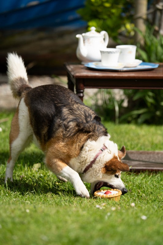 Petface Afternoon Tea Cherry Bakewell Latex Dog Toy