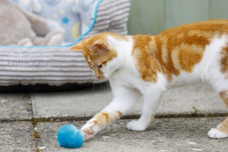 Little Petface Pom Pom (4pk) Cat Toy