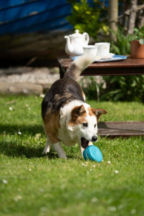 Petface Afternoon Tea Macaron Latex Dog Toy