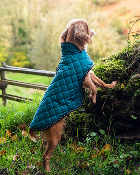 Henry Wag Quilted Dog Jacket Teal (5 sizes)