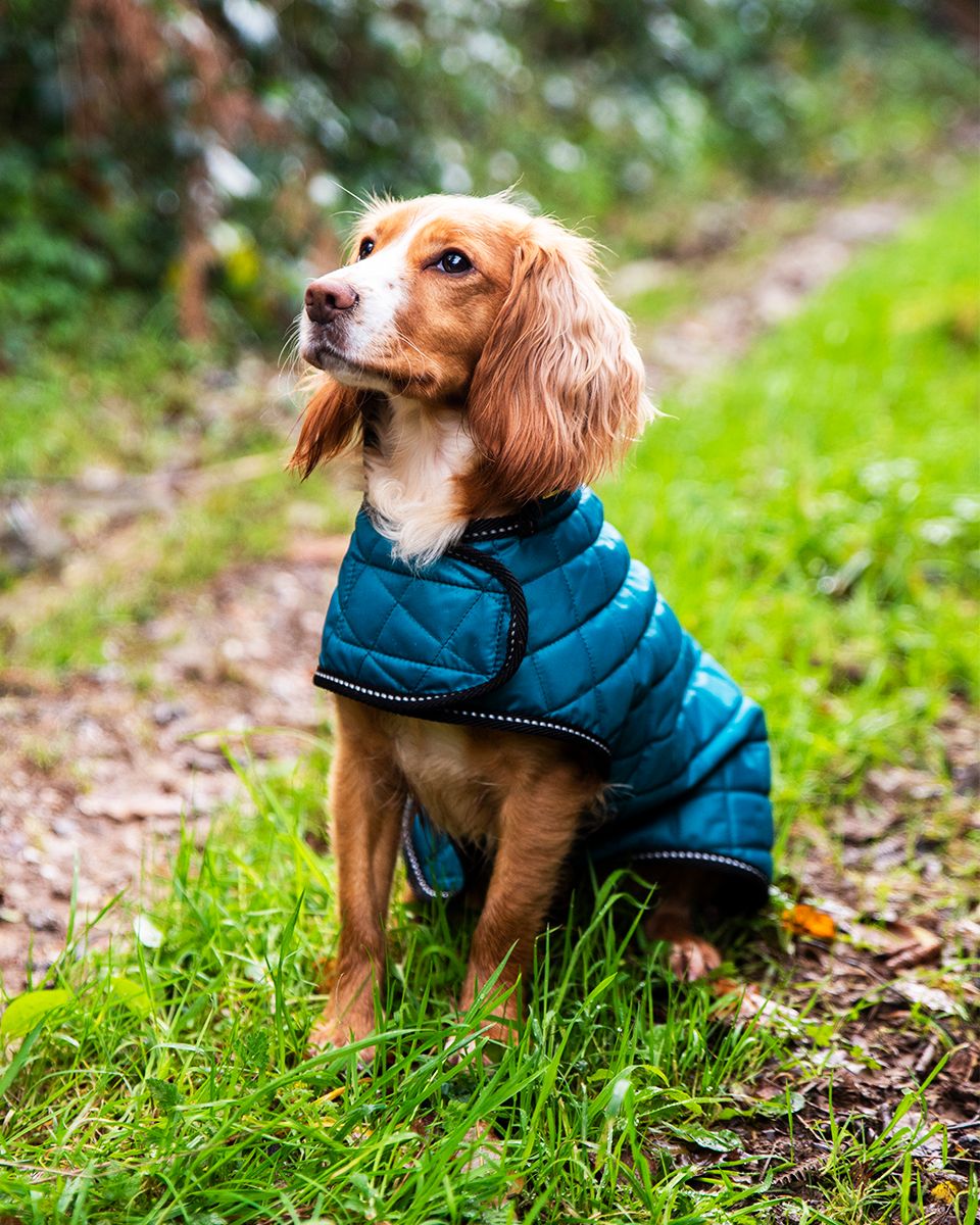 Henry Wag Quilted Dog Jacket Teal (5 sizes)