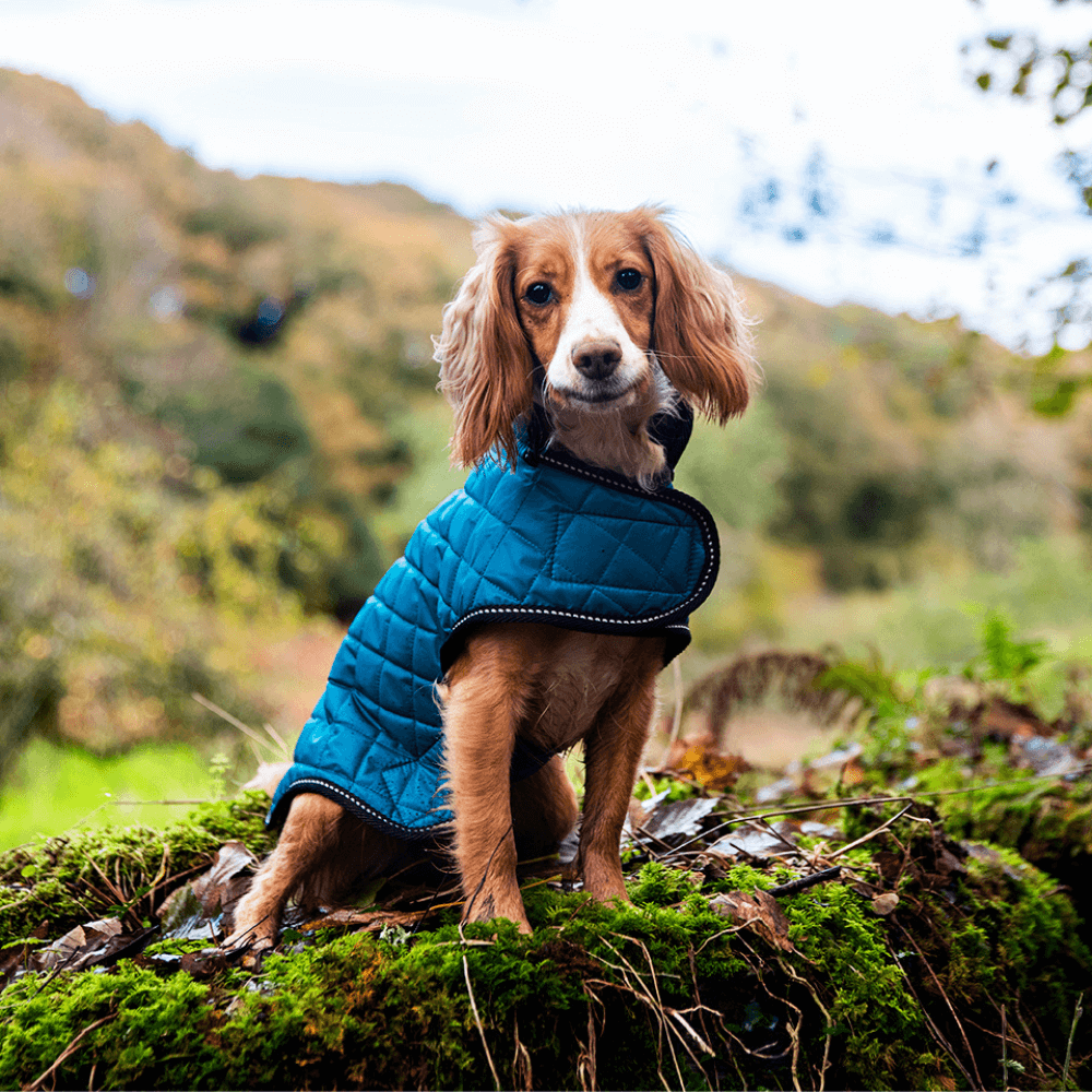 Henry Wag Quilted Dog Jacket Teal (5 sizes)