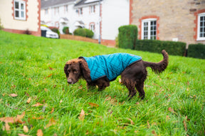 Henry Wag Quilted Dog Jacket Teal (5 sizes)