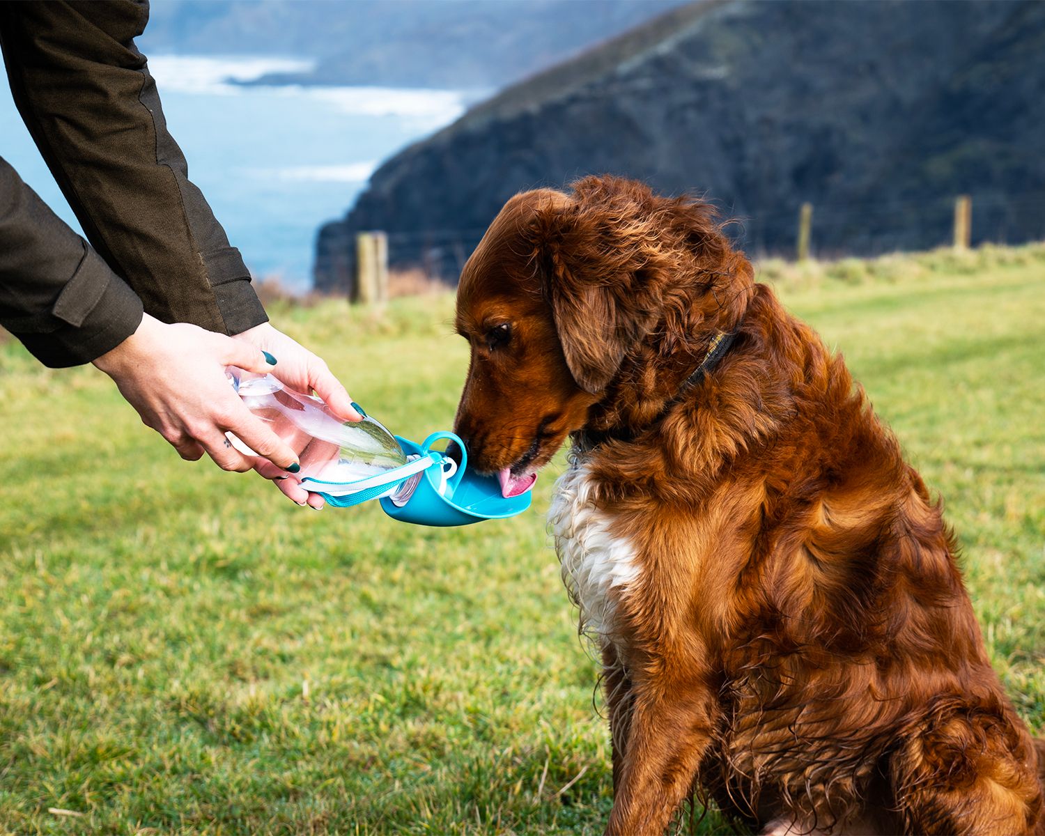 Henry Wag Water Bottle With Leaf Bowl Blue