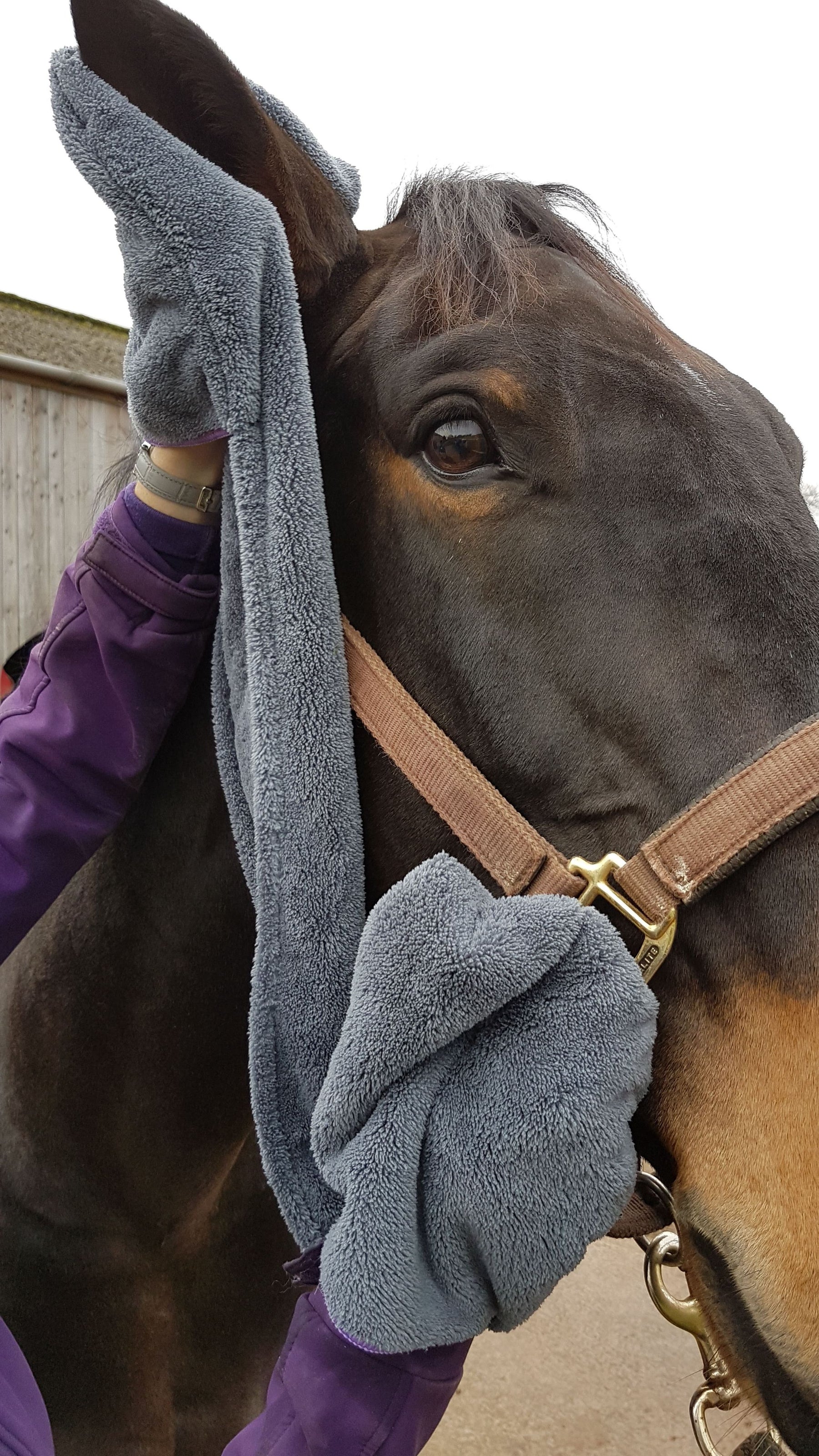 Henry Wag Equine Microfibre Glove Towel