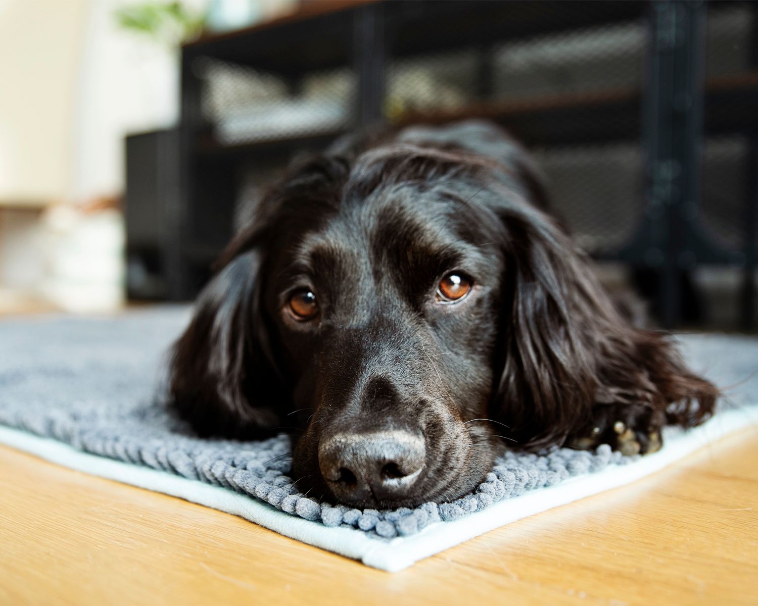 Henry Wag Microfibre Noodle Pet Mat