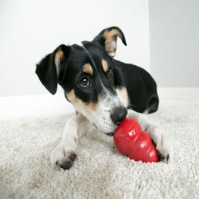 KONG Classic Red Dog Toy