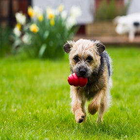 KONG Classic Red Dog Toy