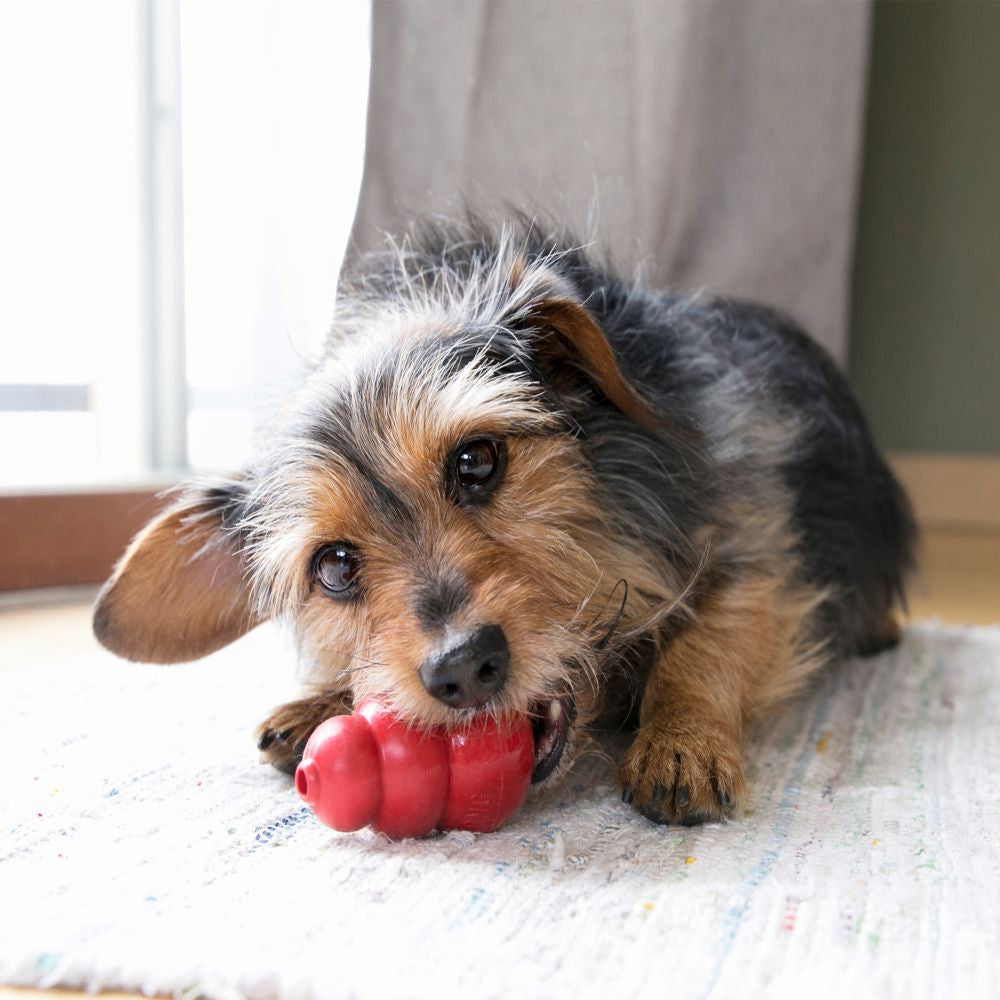 KONG Classic Red Dog Toy