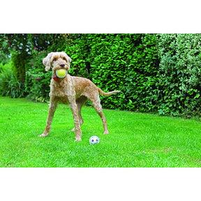 Jolly Doggy Catch & Play Football