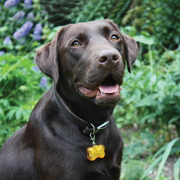 Bone Shaped Collar Light