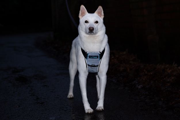 CarSafe Crash Tested Dog Harness