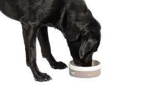 FatFace Marching Dogs Pet Bowl