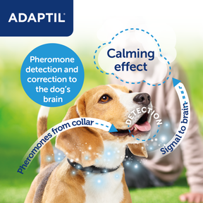 Adaptil Collar Calm on the Go