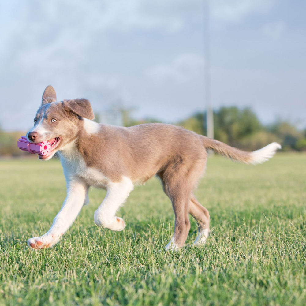 KONG Puppy Teething Stick (2 sizes)