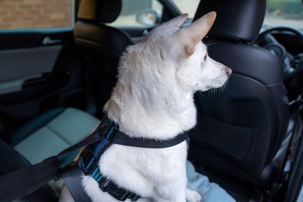 CarSafe Crash Tested Dog Harness