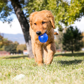 KONG Squeezz Ball Assorted