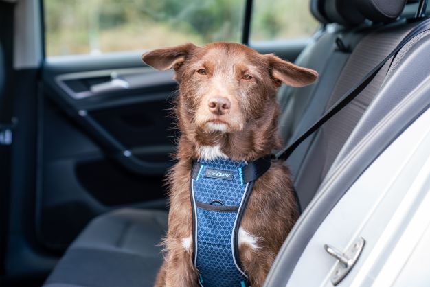 CarSafe Crash Tested Dog Harness