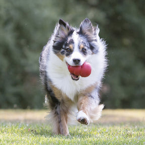 KONG Classic Red Dog Toy