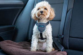 CarSafe Dog Travel Harness